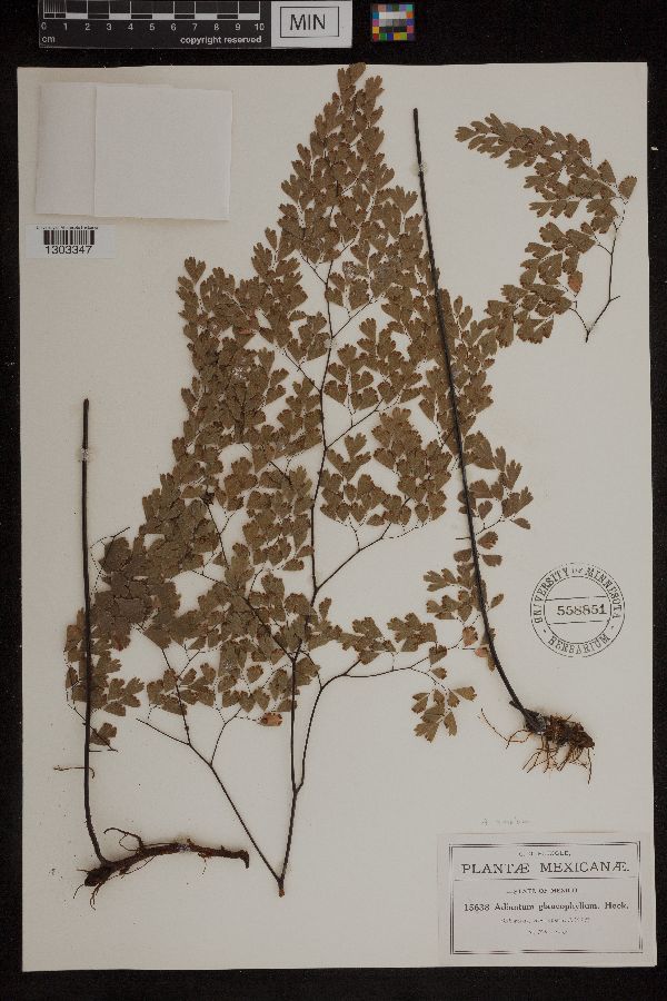 Adiantum glaucophyllum image