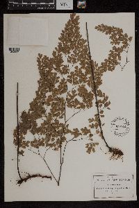 Media resource of Adiantum glaucophyllum