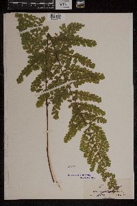 Adiantum concinnum image