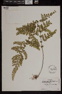 Adiantum concinnum image