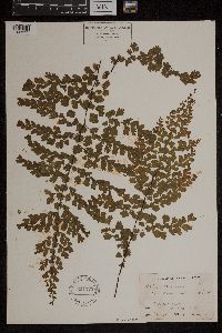 Adiantum concinnum image