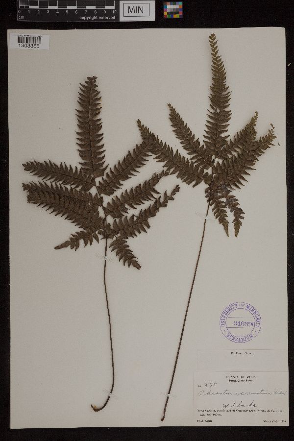 Adiantum crenatum image