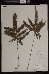 Media resource of Adiantum crenatum