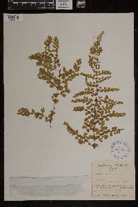 Adiantum concinnum image