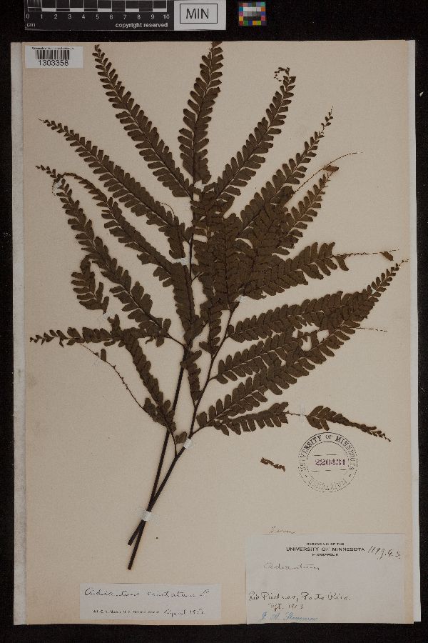 Adiantum cristatum image