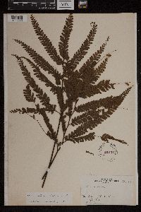 Media resource of Adiantum cristatum