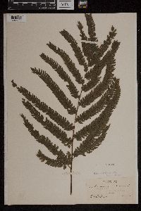 Adiantum cristatum image