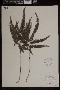 Adiantum crenatum image