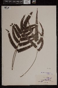 Adiantum cristatum image