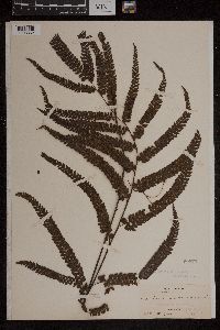 Adiantum cristatum image