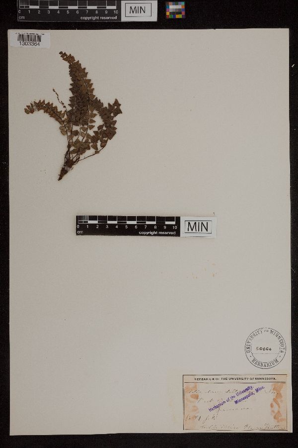 Adiantum deltoideum image