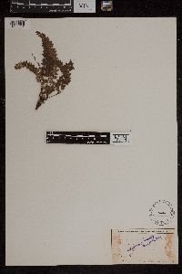 Media resource of Adiantum deltoideum