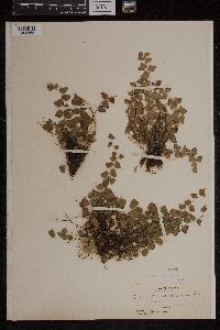 Adiantum deltoideum image
