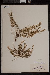 Adiantum deltoideum image