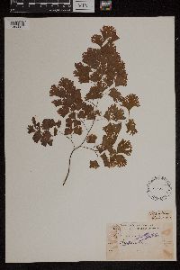 Media resource of Adiantum farleyense