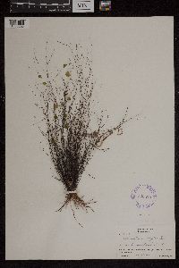 Media resource of Adiantum fragile