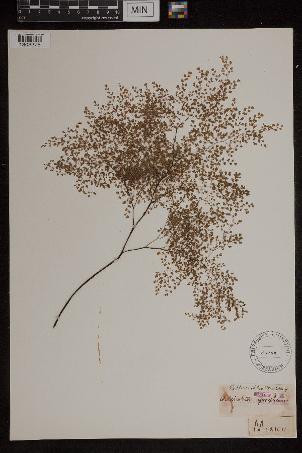 Adiantum gracillimum image