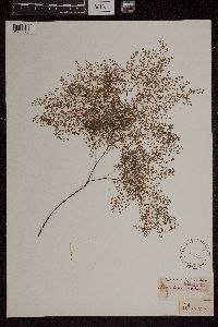Media resource of Adiantum gracillimum