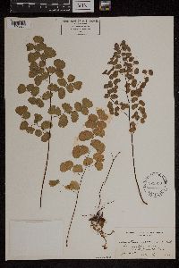 Adiantum jordanii image