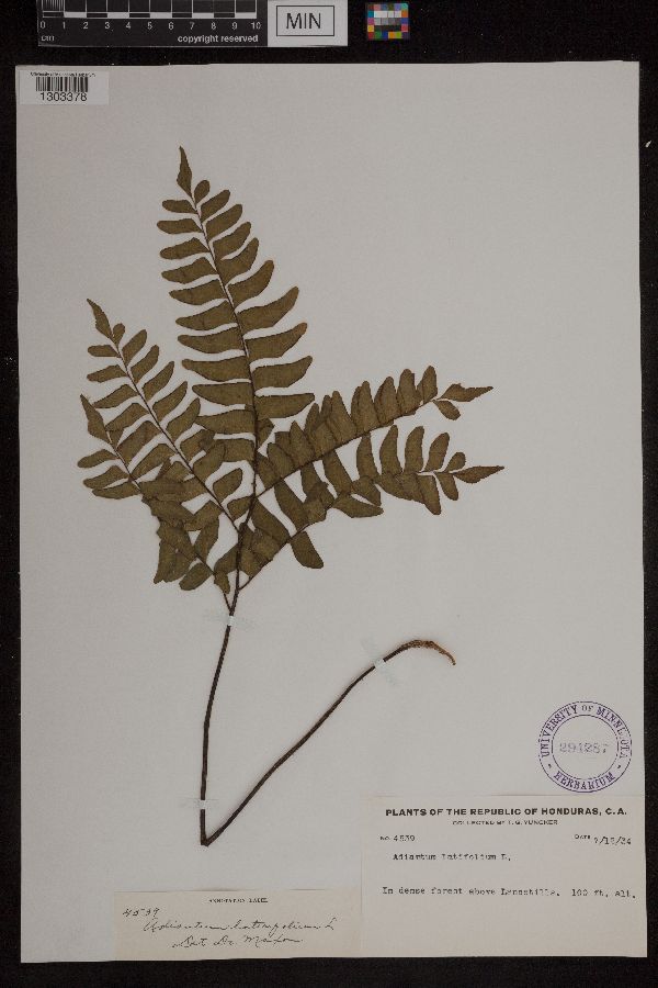 Adiantum latifolium image