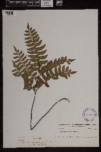 Media resource of Adiantum latifolium