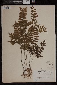Adiantum latifolium image
