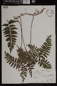 Adiantum latifolium image