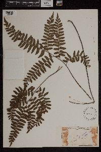Adiantum latifolium image