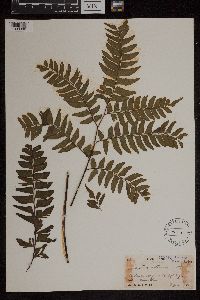 Adiantum latifolium image