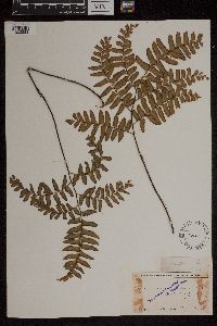 Adiantum latifolium image