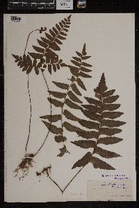 Adiantum latifolium image