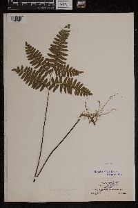 Adiantum latifolium image