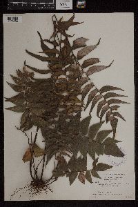 Media resource of Adiantum lucidum