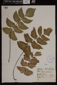Adiantum macrophyllum image
