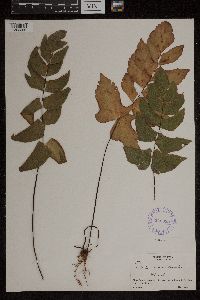Adiantum macrophyllum image