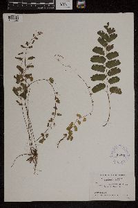 Adiantum philippense image