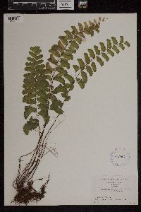 Adiantum philippense image