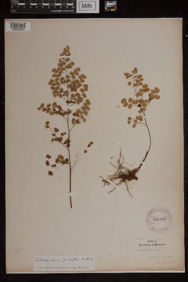 Adiantum poiretii image