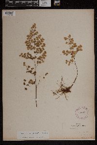 Image Associated With the Occurrence