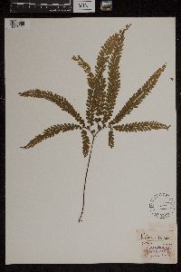 Adiantum hispidulum image
