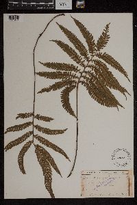 Image Associated With the Occurrence