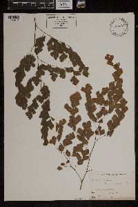 Adiantum tenerum image