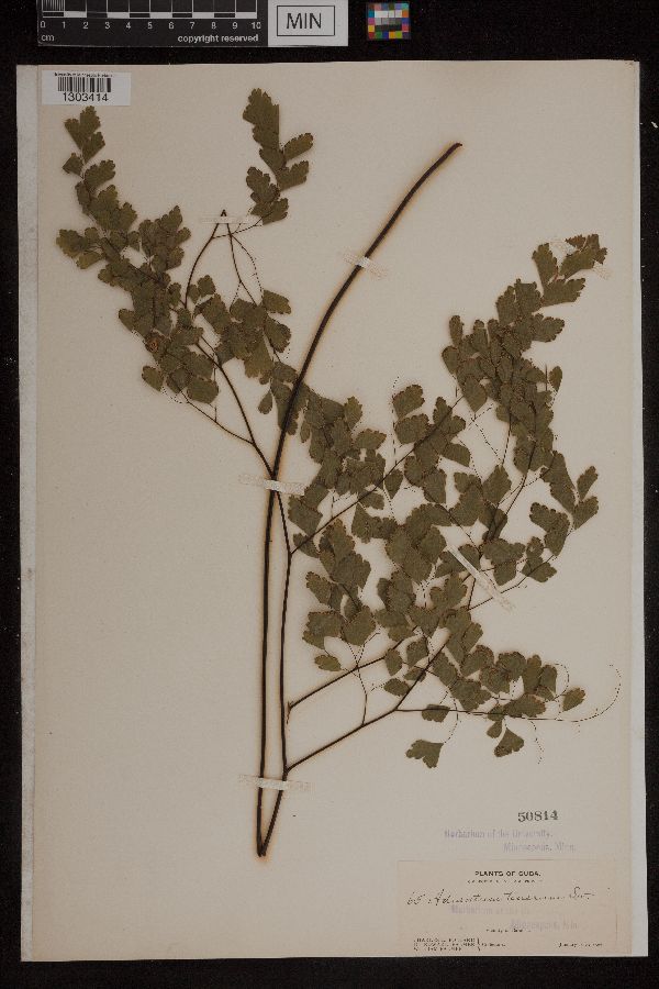 Adiantum tenerum image