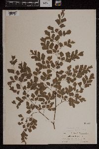 Adiantum tenerum image