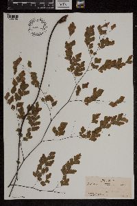 Adiantum tenerum image