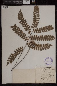 Image Associated With the Occurrence