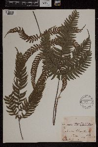 Image Associated With the Occurrence