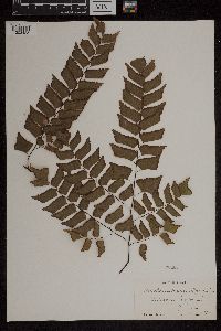 Image Associated With the Occurrence