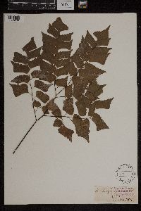 Image Associated With the Occurrence