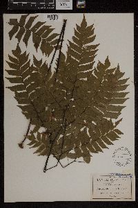 Image Associated With the Occurrence